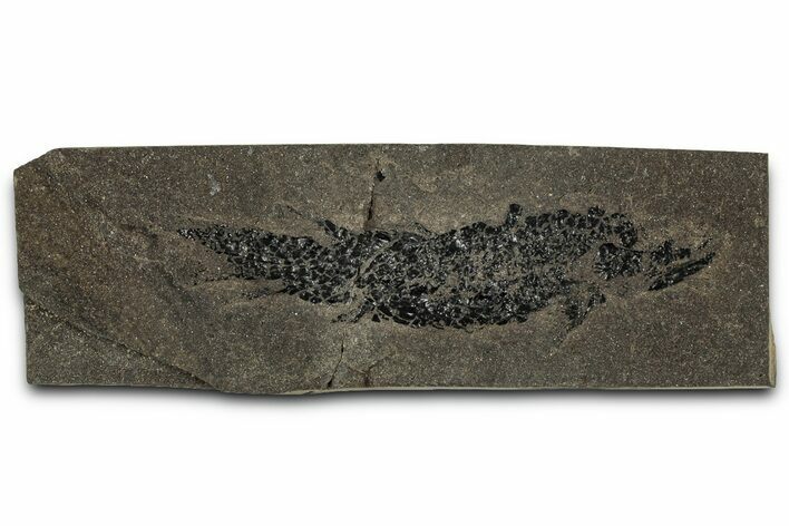 Devonian Lobed-Fin Fish (Osteolepis) Fossil - Scotland #354104